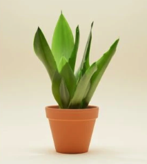 Sansevieria Moonshine